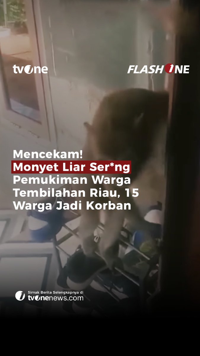 Belasan warga di Tembilahan, Kabupaten Indragiri Hilir, Riau, menjadi korban serangan monyet liar yang meresahkan permukiman. Selengkapnya di video berikut ini! #ForYourInformation #CariBeritaditvOne #Tembilahan #IndragiriHilir #Riau #MonyetLiar #FYI02 #AZ03