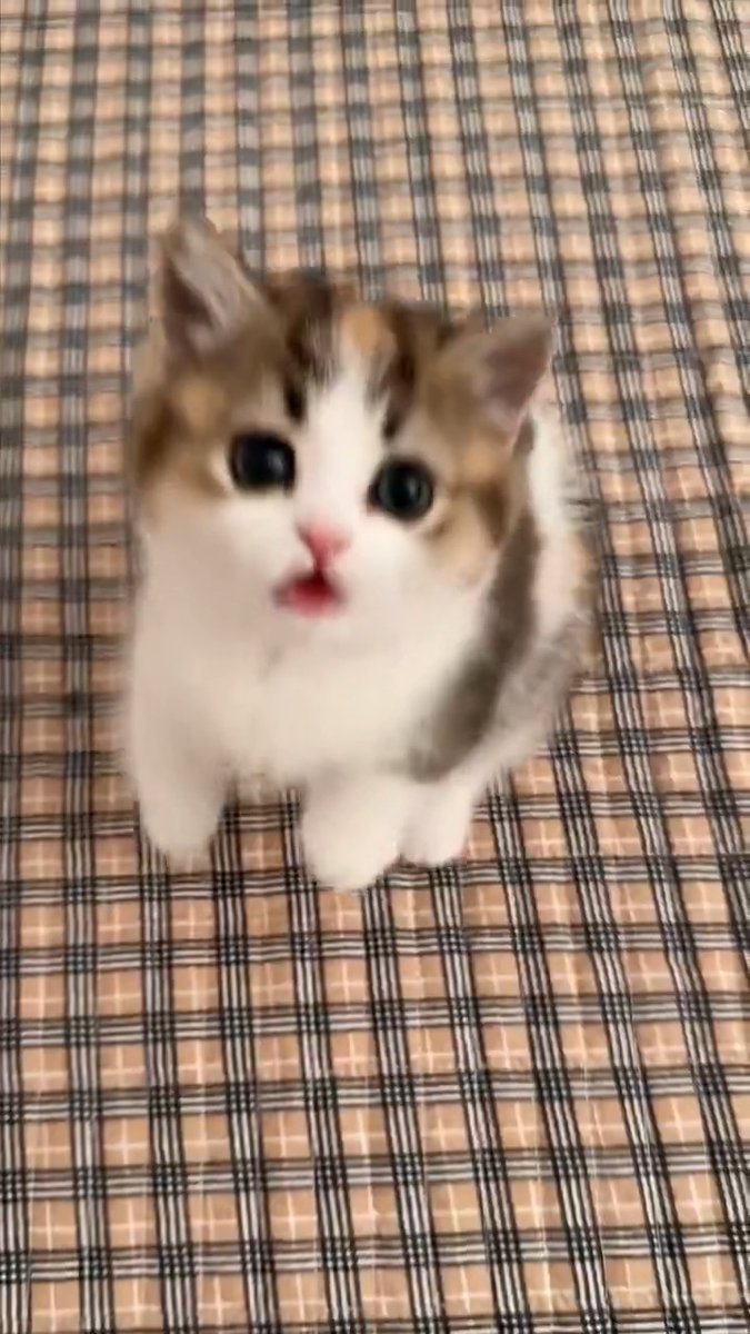 Cuteness level pure focus 😼❤️