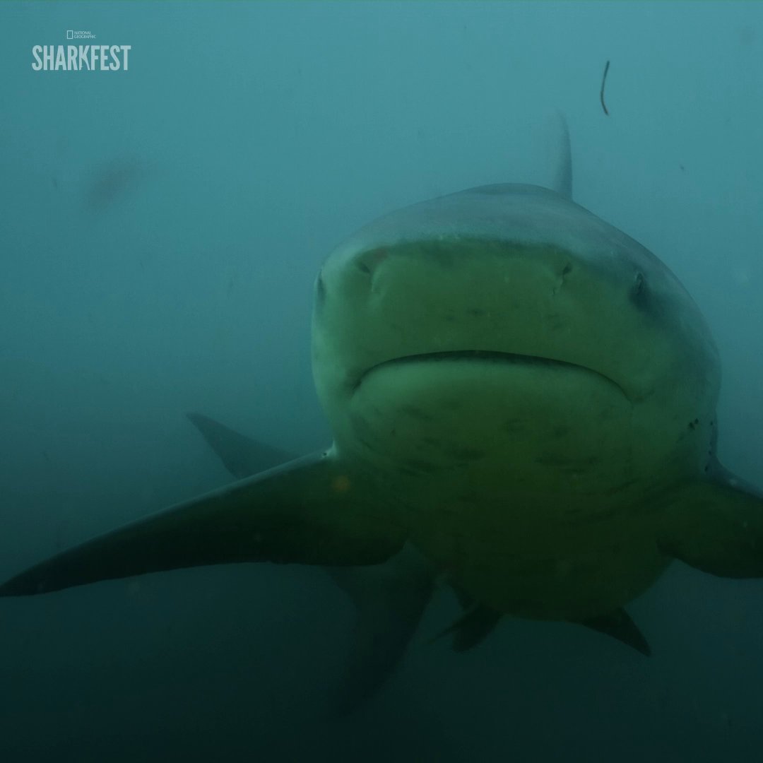 In Australia, the Daintree River is home to two very different predators: the bull shark and the saltwater crocodile. A team of scientists sets out to investigate how these two species coexist in such close proximity. #SharkVsGiantCroc is streaming on Disney+ and Hulu.