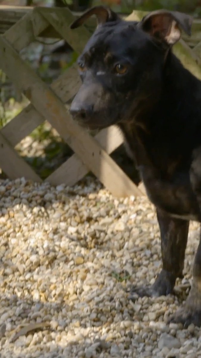 Big boy, a little pup with a HUGE heart! 🥹♥️ #pitbullsandparolees