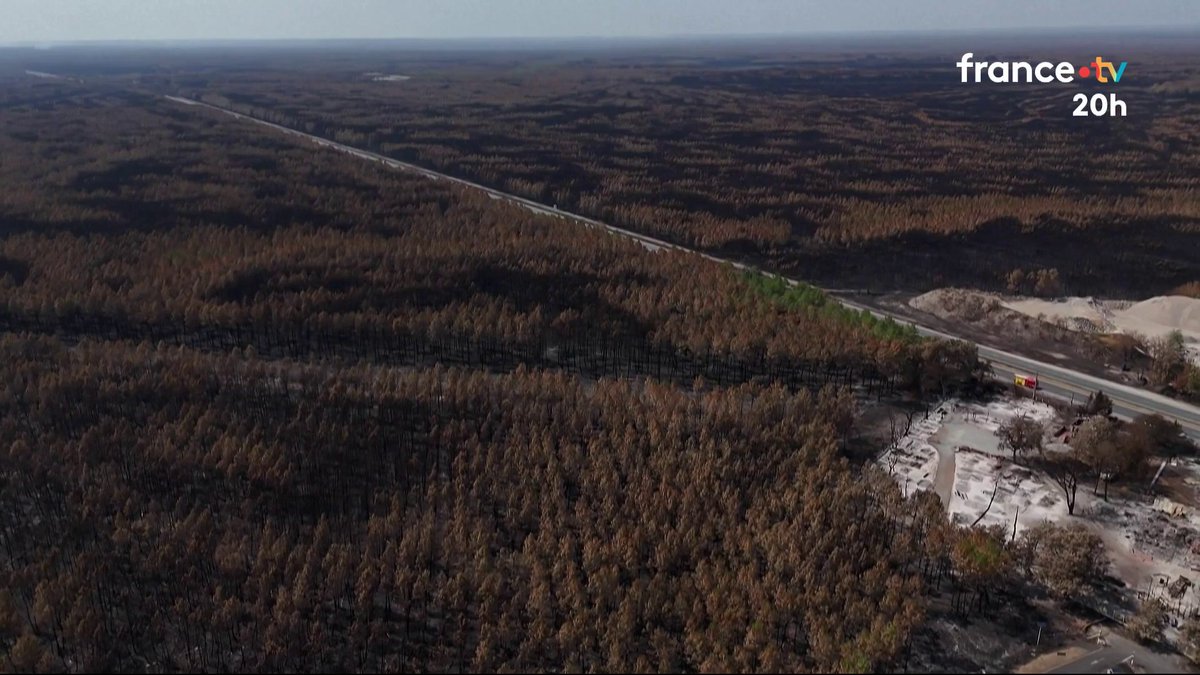 🪵 Gironde : que devient le bois coupé pour ouvrir en urgence des pare-feux et freiner la progression des flammes ? La filière bois est sollicitée pour évacuer près de 35 000 tonnes d’arbres abattus. Il faudra près de 2 ans pour tout traiter. #JT20h
