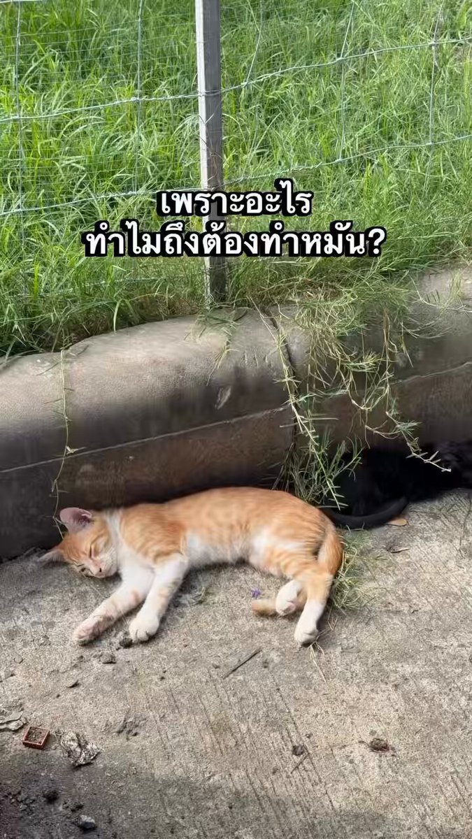 ทำหมันหมาแมวฟรีควรมีได้แล้ว จัดหน่วยทำหมันลงพื้นที่ทำหมันฟรีทุกอาทิตย์ด้วยซ้ำ ลำบากเหนื่อยแค่ช่วงแรกๆ พอทำหมันพวกมันครบทุกตัว ประชากรพวกมันก็จะลดลงเอง ทุกวันนี้เจอสภาพหมาแมวจรแล้วหดหู่มาก โดยเฉพาะแมว หลายพื้นที่คือนรกแมวอ่ะ 1 ตารางเมตรบางทีเบียดกันตัวสองตัวด้วยซ้ำ กัดกันทุก 10 นาที ไหนจะเชื้อโรค โรคภัย เหม็นขี้เหม็นเยี่ยวรบกวนคน
