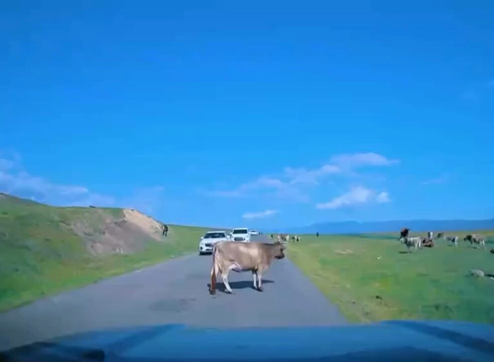 I'm not moooving..🐄🐾😅