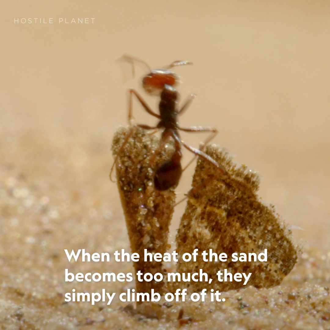 You better work, ant 🔥 The desert surface can reach temperatures hot enough to kill most life, but that's exactly when hotrod ants head out to work. By pushing the limits of thermal survival, they can be active when most predators are in hiding.