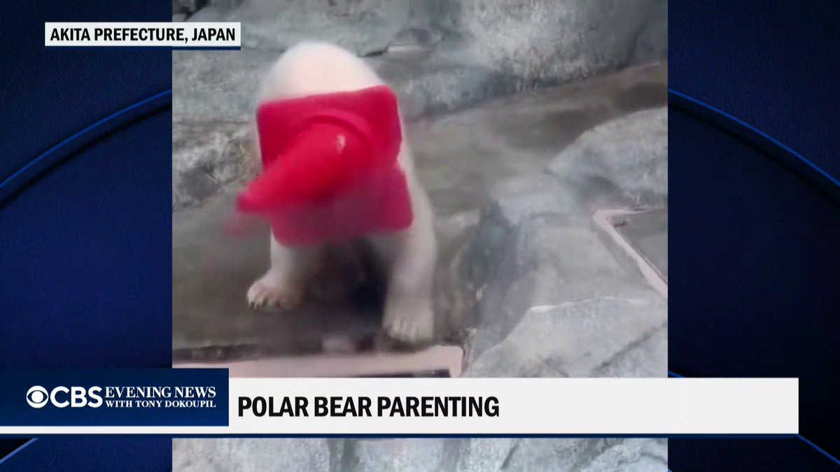 This polar bear cub at a Japanese aquarium was seen creating a new toy out of a traffic cone.