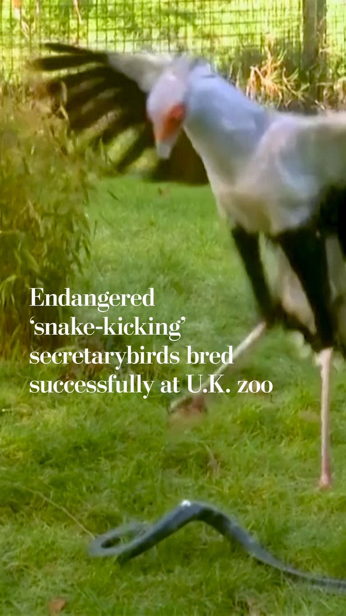 Five secretarybird chicks have hatched at Chester Zoo in a “major breakthrough,” according to the zoo. The highly endangered species is known for its unique hunting tactic: kicking and stomping its prey, which includes venomous snakes.