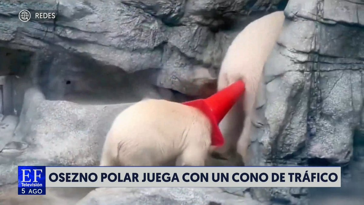 #ElFinancieroTV | 🐻Un osezno polar se ganó el corazón de muchos usuarios de internet, ya que se popularizó un video en el que se le observa jugar con un cono de tráfico; su mamá le quitó el objeto. 📺: Sandra González Rull