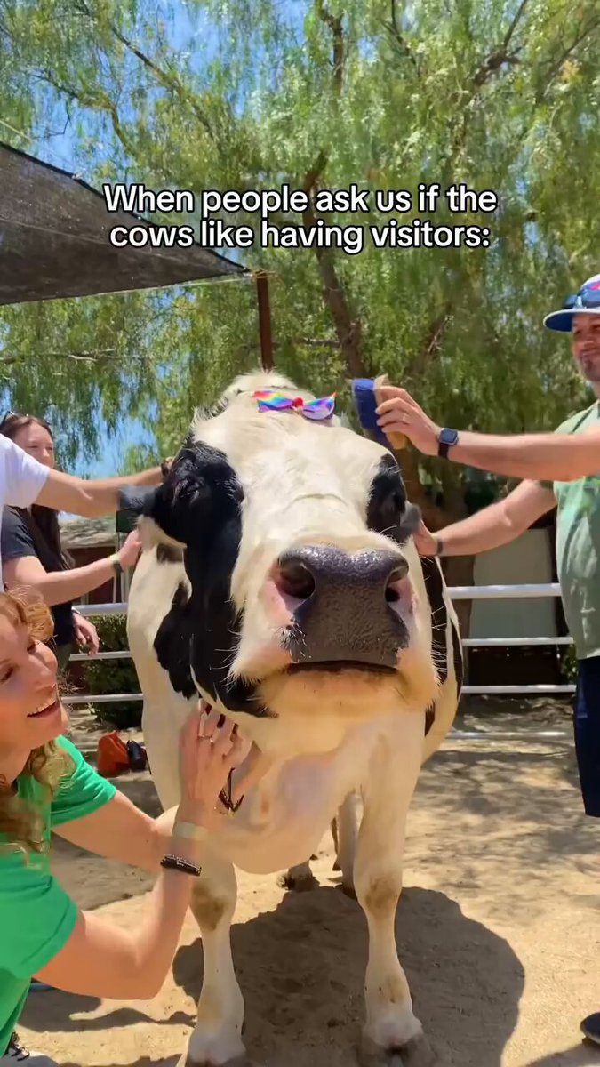 Cows do like having visitors. A lot. [📹 thegentlebarn]