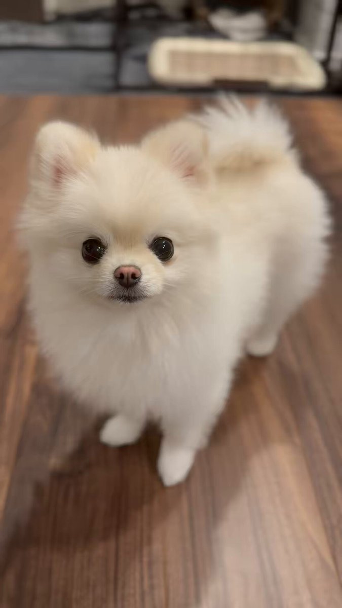 ちょっと笑顔なポメラニアン？🐶