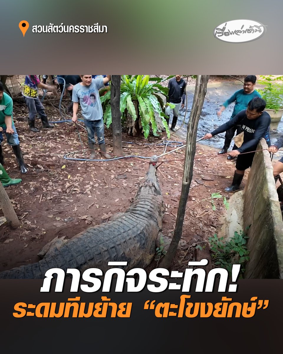 ภารกิจระทึก! ระดมสัตวแพทย์ และทีมไกรทอง ย้าย “เจ้าฟาโรห์” ตะโขงยักษ์ ความยาว 4.50 เมตร โดยย้ายจากที่เก่าไปยังส่วนแสดงสระน้ำชั่วคราว เนื่องจากจุดเดิมต้องทำการปรับปรุง ภารกิจครั้งนี้เต็มไปด้วยความเสี่ยง แต่สุดท้ายก็สามารถจบภารกิจได้อย่างสมบูรณ์ #เรื่องเล่าเช้านี้ #ครอบครัวข่าว3 #เจ้าฟาโรห์ #ตะโขงยักษ์ #สวนสัตว์นครราชสีมา