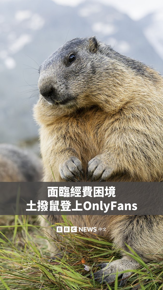 土拨鼠也开OnlyFans了。 美国一个土拨鼠研究团队因联邦经费遭削减，只好在成人订阅平台开设“OnlyMarms”帐号，靠分享土拨鼠觅食、奔跑的日常募款。 这些长相呆萌的土拨鼠意外受到了许多网民的青睐。截至目前，该帐号已累计收到超过5000美元的小费。