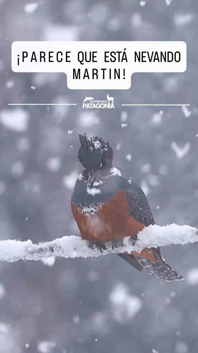 ! PARECE QUE E ST A N E V A N D O M A R T I N ! El maravilloso registro que llevó mucho tiempo encontrar al fotógrafo @rubenghr_photo y que se hizo realidad en Lonquimay Tremenda y bella nevazón que a Martin pareció no asustar ! Magia y belleza del sur !