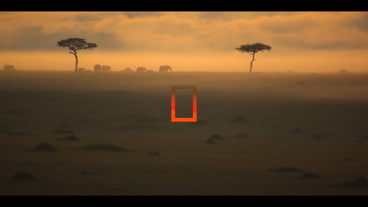 Check out this exclusive trailer for the upcoming National Geographic Series, The Lion, executive produced by Jon Favreau with a score by Hans Zimmer. Airing August 19 on National Geographic and August 20 on Disney+ and Hulu.