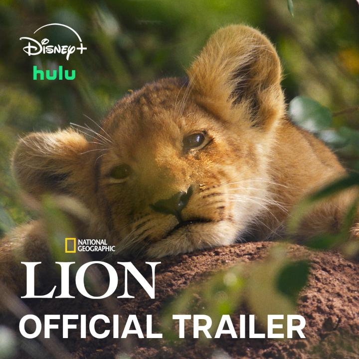 This young cub could be king… he’s just got some growing up to do first.
