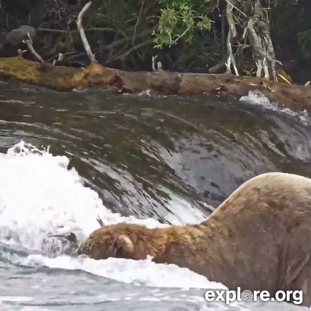 What do we think of this fishing technique? Bear 801 by the way.