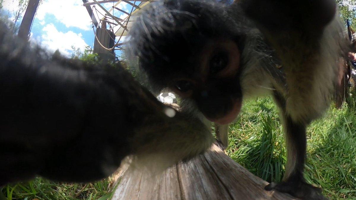 🐒 Mexican spider monkeys: 1 📷 Zoo GoPro: 0