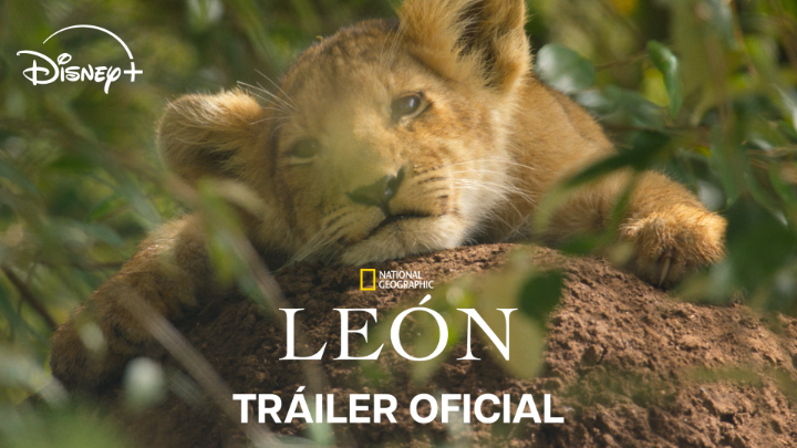Así es como un león se convierte en un rey. #León de National Geographic, estreno el 20 de agosto. Solo en #DisneyPlus.