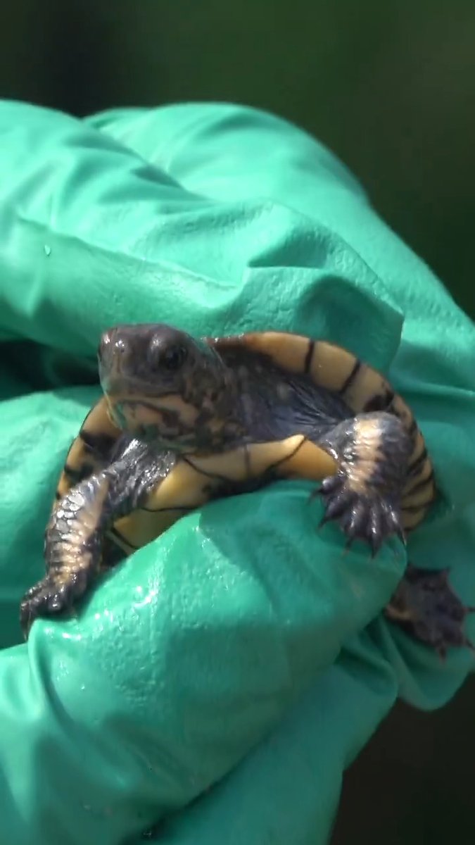 These teeny tiny endangered northwestern pond turtles are growing up in our conservation lab. When they're big enough to avoid invasive predators, they'll be released back to the wild. Turtle power!