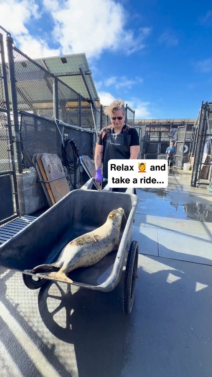 Long week? Slow down and ease into the weekend with a calming sealbarrow ride 🦭🧘 #HarborSeal #WildlifeRescue #Calm #MomentsOfZen #Relax