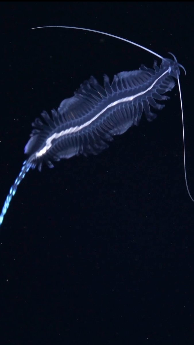 This is a Tomopteris spp. AKA gossamer worm, these midwater marvels live their entire lives in the water column. Their fluid, dance-like moves are mesmerizing to observe! The #DeepWonders team recorded this footage at 819 meters while exploring near Trinidad and Tobago.