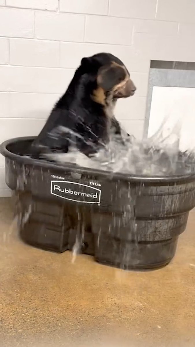 It's Andean bear Turbo in a tub! 🐻🌊 Be sure to stop by the all-new Carey Bear Country on your next visit to the Zoo! 📸 Carey Bear Country Team