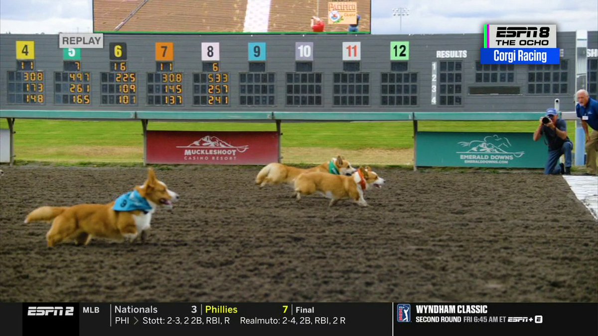 Gustave The Girl Dog "GG" is your 2026 corgi racing champion 🏆🐶