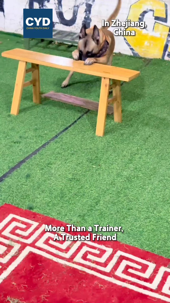 Behind every successful exercise is a bond built on patience and care. The dog's confidence comes not only from training, but from knowing someone is always there, every step of the way.💗 Source: Mensheng Wujie / Douyin