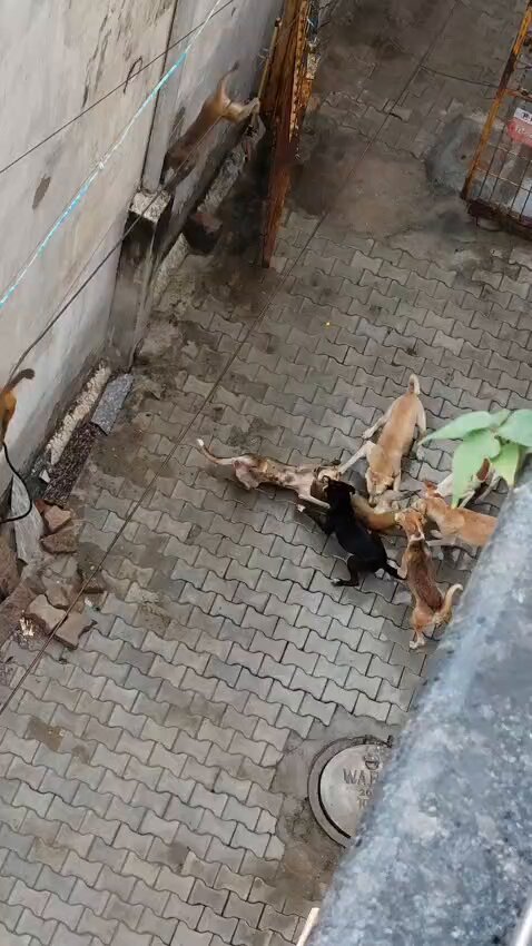 यूपी: आगरा के कमला नगर क्षेत्र में आवारा कुत्तों के झुंड ने बंदर पर जोरदार हमला किया। स्ट्रीट डॉग्स के हमले में बंदर की दर्दनाक मौत हो गई। इस घटना का किसी ने घर की छत से वीडियो रिकार्ड कर लिया।