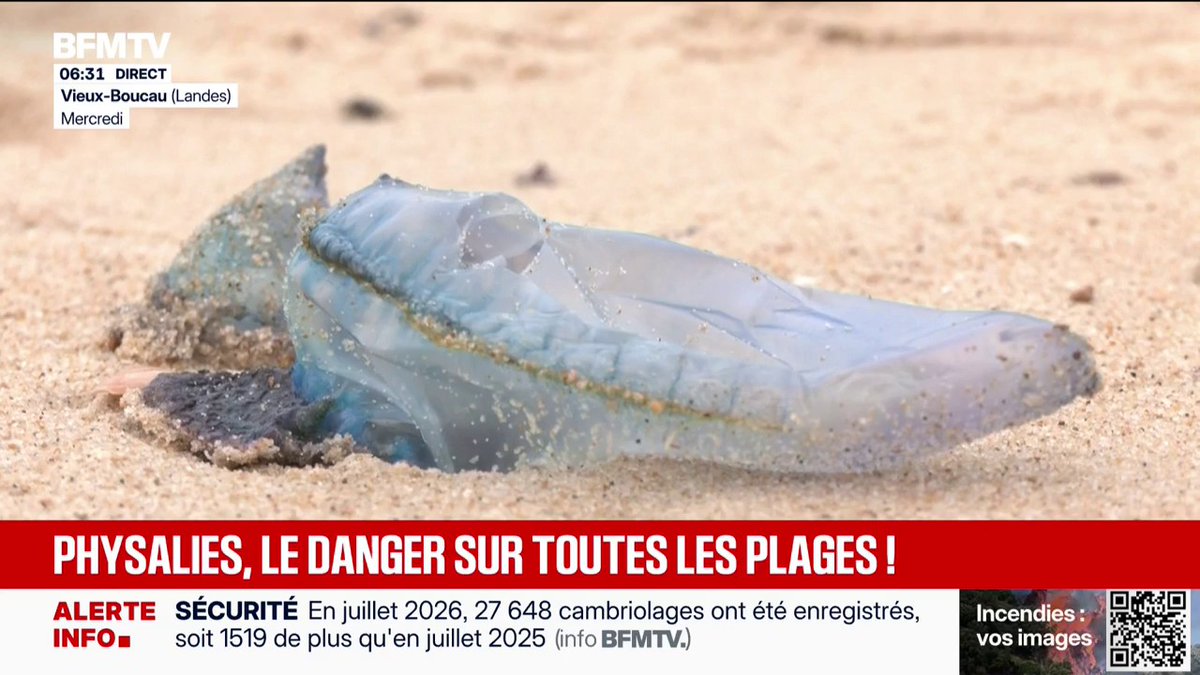 La physalie envahit des plages du Sud-Ouest