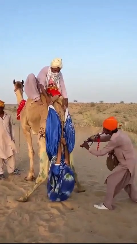 This is an old wedding tradition followed in some desert and rural villages. The bride hangs upside down from a camel as part of a special wedding ritual. Local musicians play drums and traditional instruments while family members dance and celebrate.