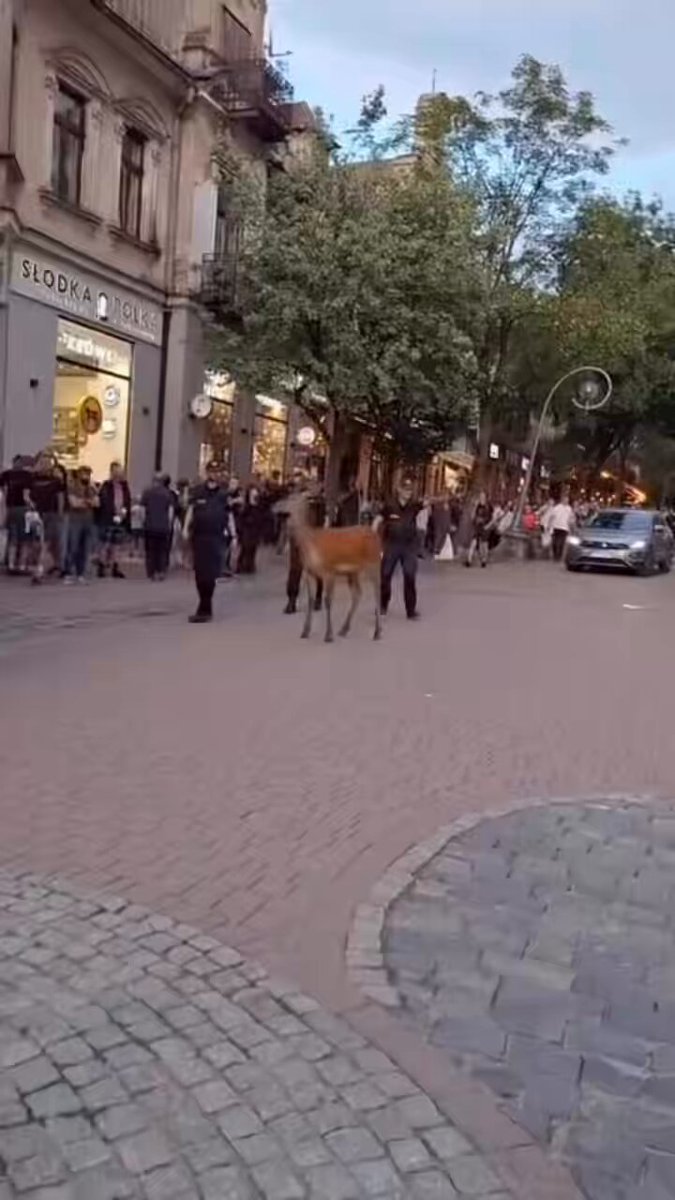 This is the crime Polish 🇵🇱 Police 👮 have to deal with since there’s no scholars and engineers around …….