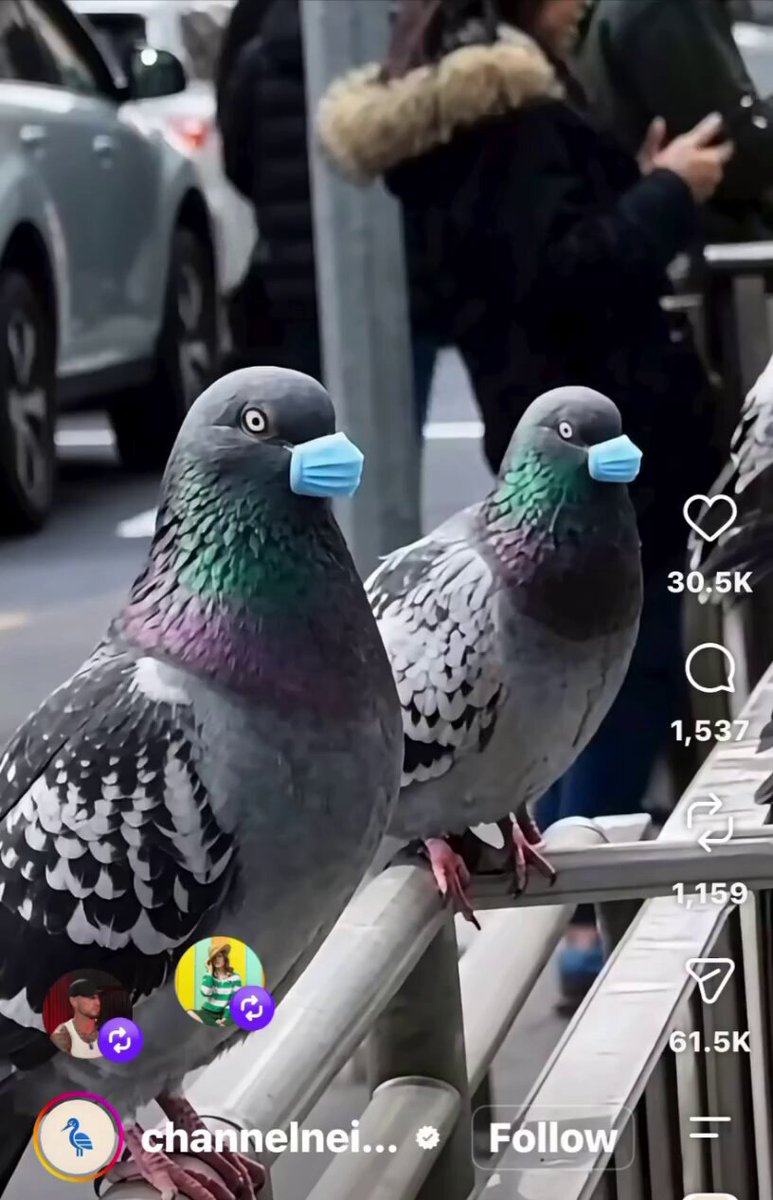 Hilarious video. Australian Bird Flu measures Watch and share