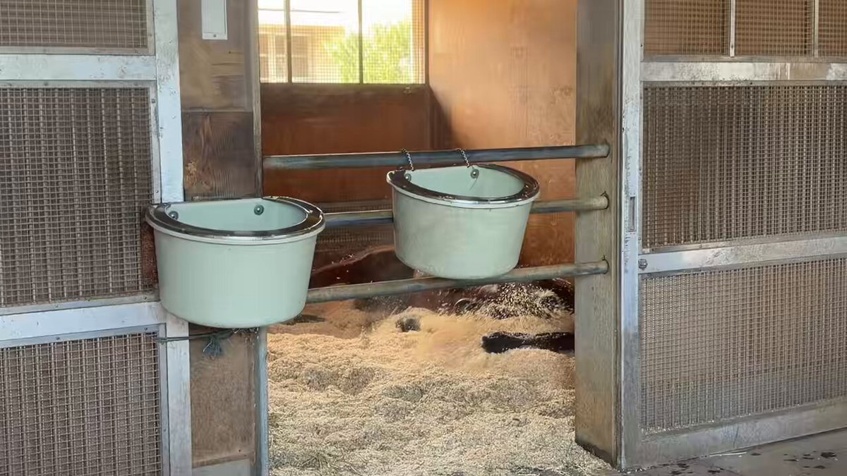 帰厩した #メイショウタバル カイバを食べて満足した後のチップゴロゴロです🐴気持ちよさそう✨