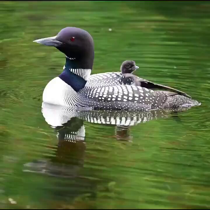 Loon dad trying to feed the loonlet for the first time. [📹 oksanadee32]