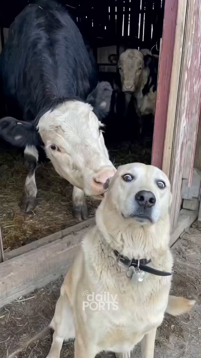 Bir inek, köpeğe yaklaştıkça köpeğin tedirgin olduğu anlar kameraya böyle yanısıdı.