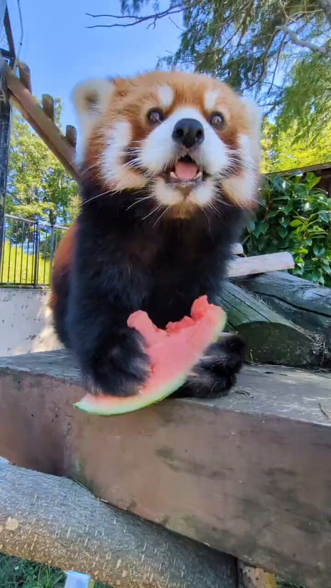 スイカがおいしい季節🍉 皮までペロっと食べちゃう #ひなた をどあっぷで！ #大森山動物園 #レッサーパンダ