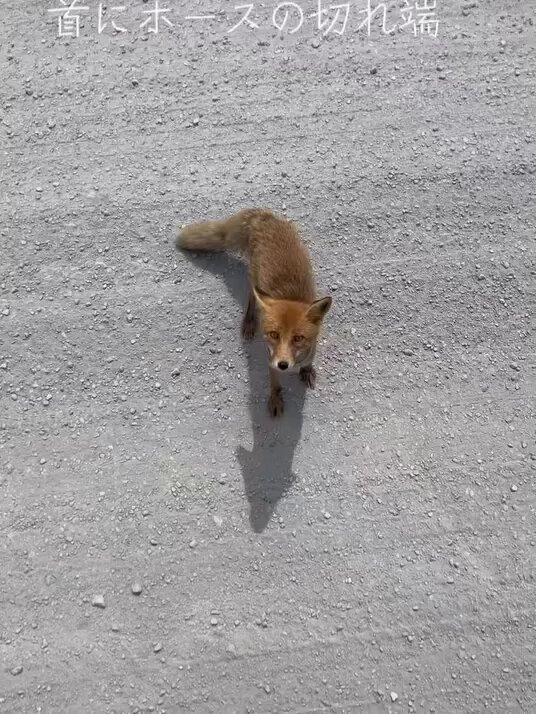 🦊力を貸してください🦊 かなやま湖のキツネの救護 南富良野役場は「助けたい」のに 大元の上川総合振興局が首を縦に振らない 振興局に「特例許可を出して」と メールや電話で声を届けてください！ ・上川総合振興局 問い合わせ窓口 📞0166-46-5900