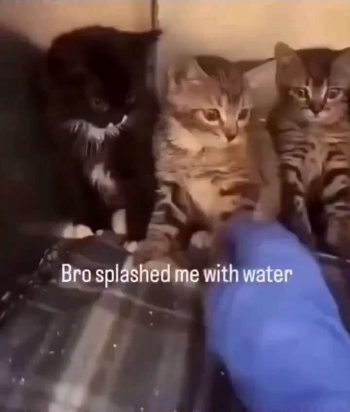 Cat thinks human get scared by water splashes like him