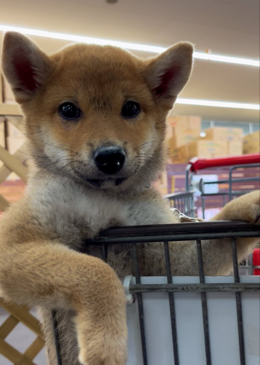 みんな僕を見て見てーーーー✨✨✨ (初めての犬用カート経験) #柴犬 #かわいい
