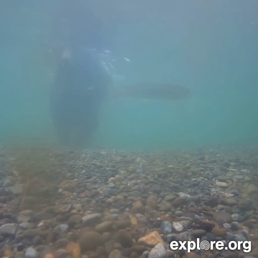 Jaws theme on our underwater cam. Watch to the end for a bear claw cameo.