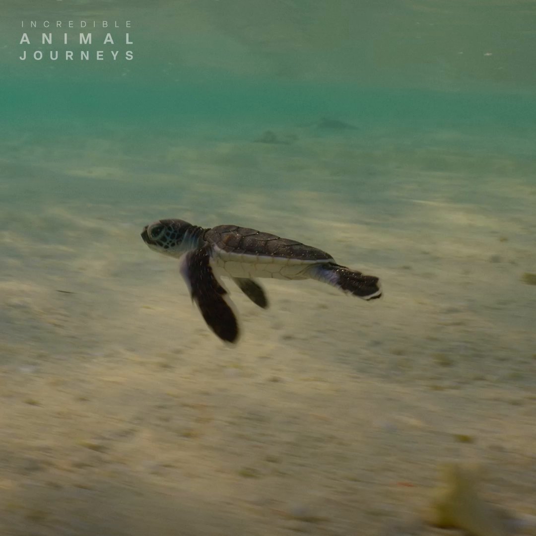 Who doesn't love baby turtles? 🐢 From the moment they hatch, green sea turtles are in a race for survival, surrounded by predators and heavy tides. Their tiny flippers carry immeasurable willpower as they hurry from their nest to the sea. #IncredibleAnimalJourneys is now streaming on Disney+.