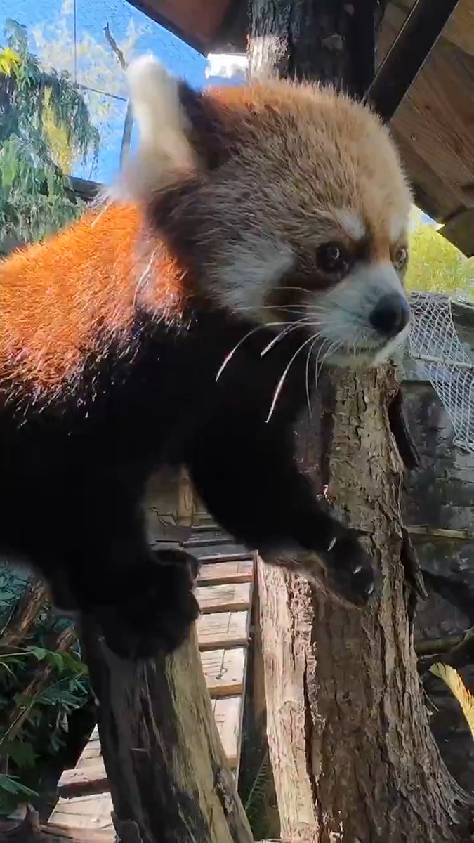 red panda romp n chomp