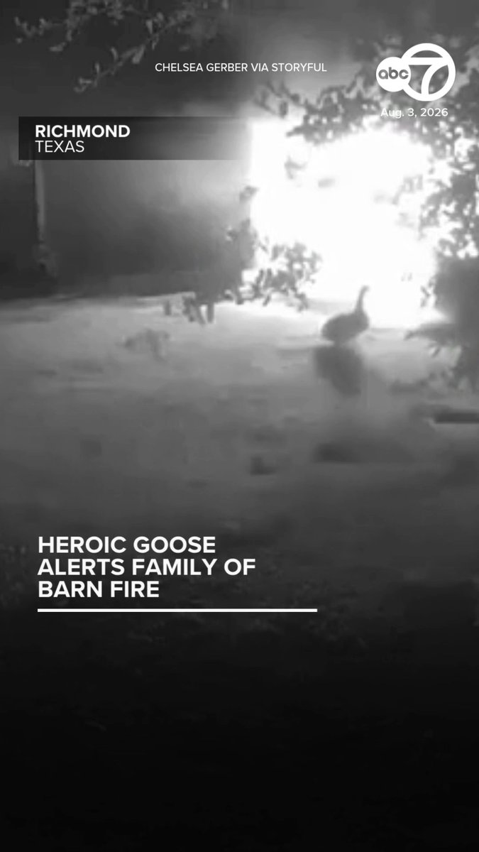 SOUND ON. A home security camera caught the moment one heroic goose alerted its owners to a fire that had broken out in their barn. Chelsea Gerber told Storyful, “Our barn caught fire in the middle of the night and our goose, Goosey, alerted us by honking, waking us up! We were fortunate to get all the flames out and everyone is safe.”