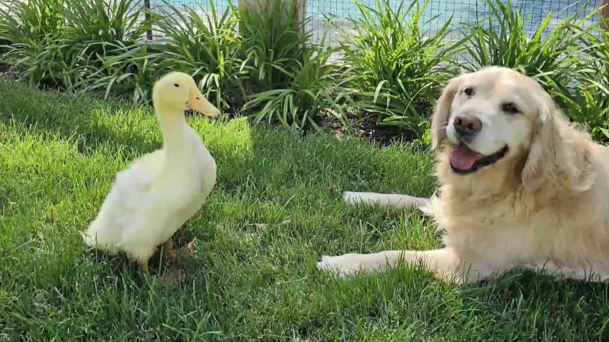 A golden retriever suffering from seizures seemingly lost her spunk — until one day her owners brought home a miracle cure — a duck named Louie. Steve Hartman is On the Road.