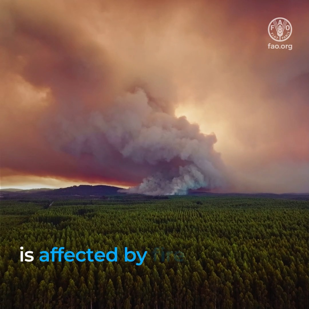 🔥 Wildfires threaten lives, livelihoods & ecosystems. Food and Agriculture Organization promotes a comprehensive approach to integrated fire management by applying the 5 Rs 🔥🌳 🟣Review & analysis 🔵Risk reduction 🟢Readiness 🟡Response 🔴Recovery 🔗 #GlobalFireHub #ExtremeHeat