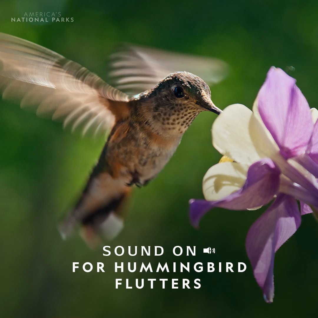 Tune out the world and tune into the flutters 🐦✨ With up to 70 wingbeats per second and speeds greater than 30 mph, hummingbirds are tiny forces of nature. #AmericasNationalParks is now streaming on Disney+ and Hulu.