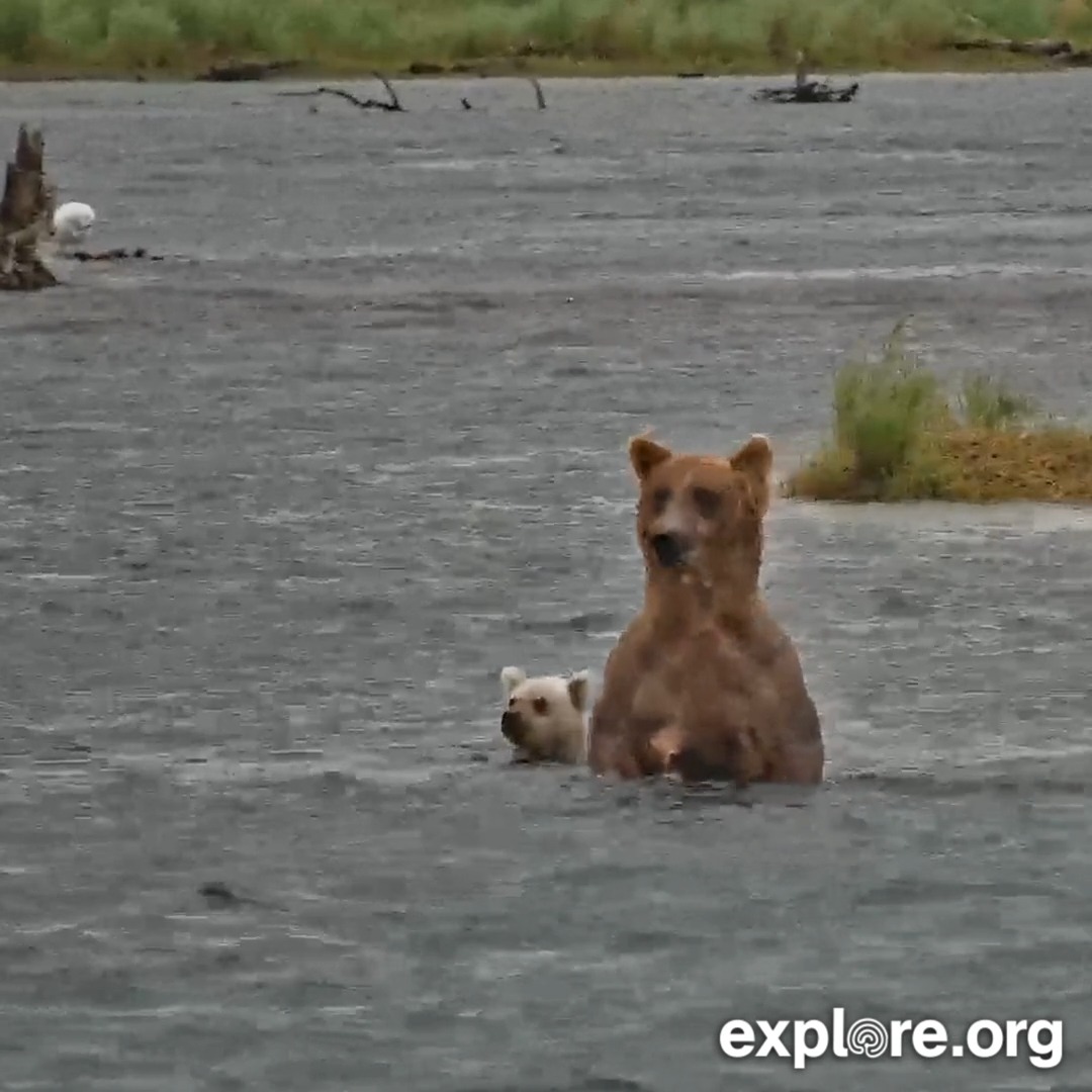 Our bearcub with the unique coat stays close to mom, gets startled by a salmon 🐟