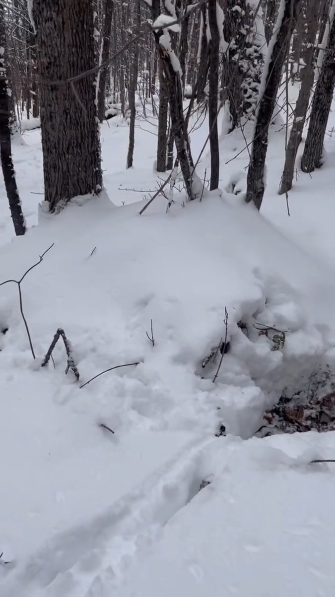 Sometimes surviving winter comes down to someone being in the right place at the right time. 🎥: Diedrick Neipp