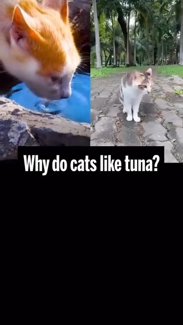 Tuna (or any seafood for that matter) is an odd favorite for catsโan animal that evolved in the desert. On #InternationalCatDay, explore the research that may give a biological explanation for this curious craving: