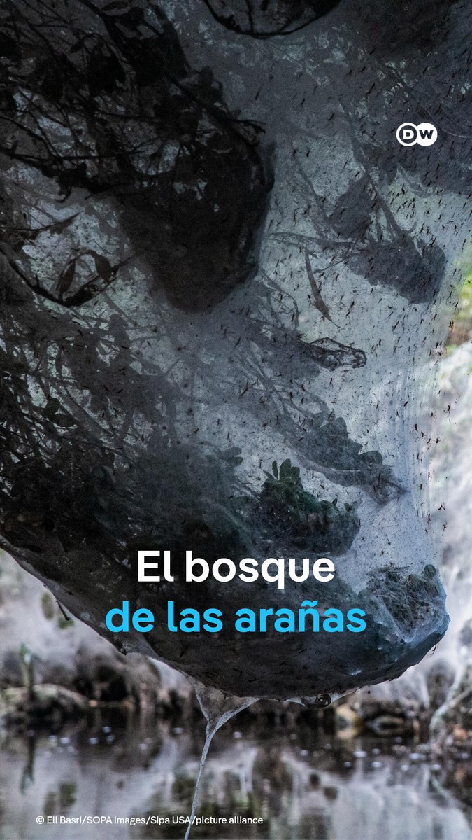 Enormes telarañas cubren vegetación de arroyo cerca de Jerusalén Imágenes de drones muestran escenas fuera de lo común: enormes telarañas cubren la vegetación del arroyo Soreq, cerca de la capital de Israel. Según los expertos, las aguas residuales tratadas que llegan al arroyo proveen a los mosquitos de los nutrientes necesarios, un bocado que las arañas de mandíbulas largas del género Tetragnatha no pueden resistir. /cmw